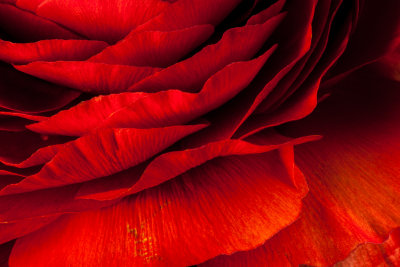 Red Ranunculus Flower