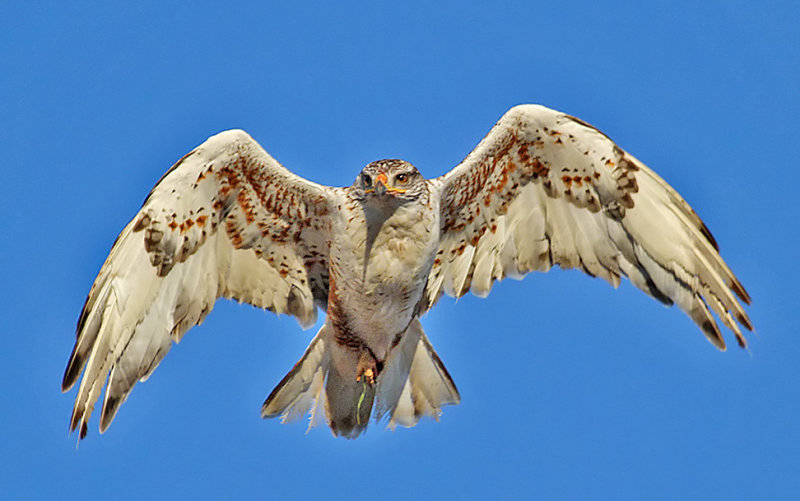 Ferruginous Hawk