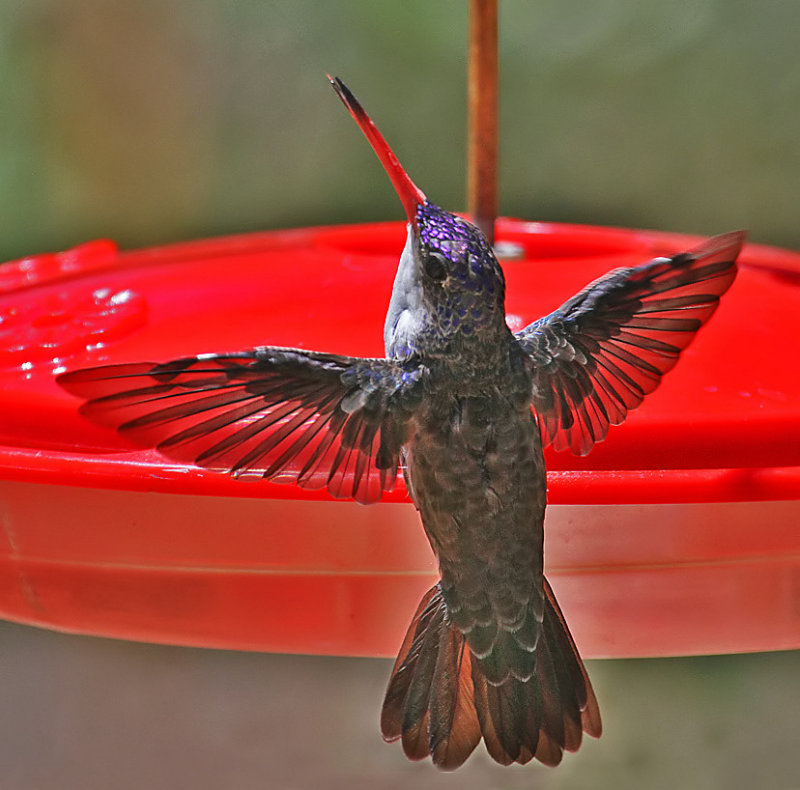 Violet-crowned Hummingbird