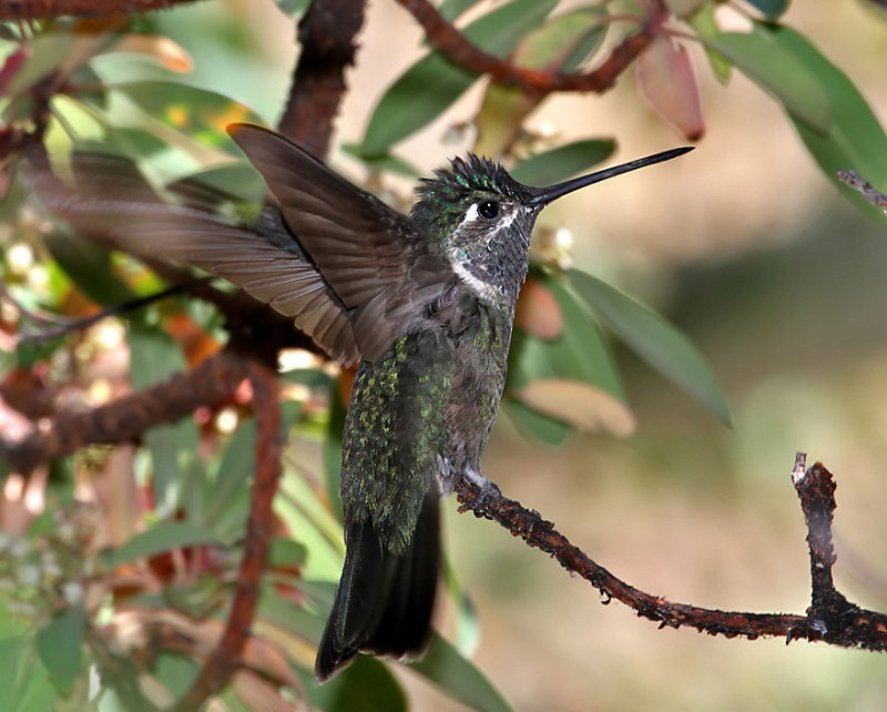 Magnificent Hummingbird