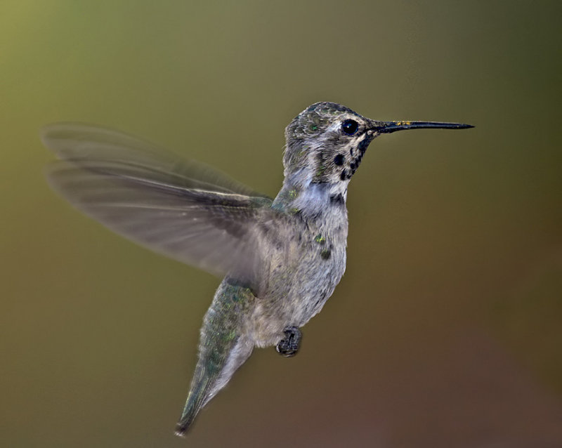 Costas Hummingbird