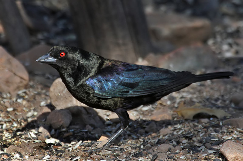 Bronzed Cowbird