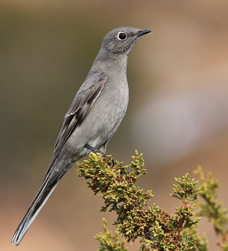 Townsends Solitaire