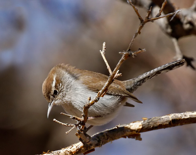 Bewicks Wren