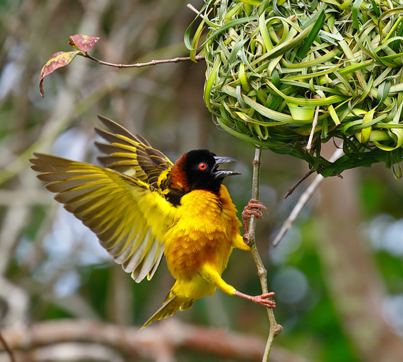Village Weaver