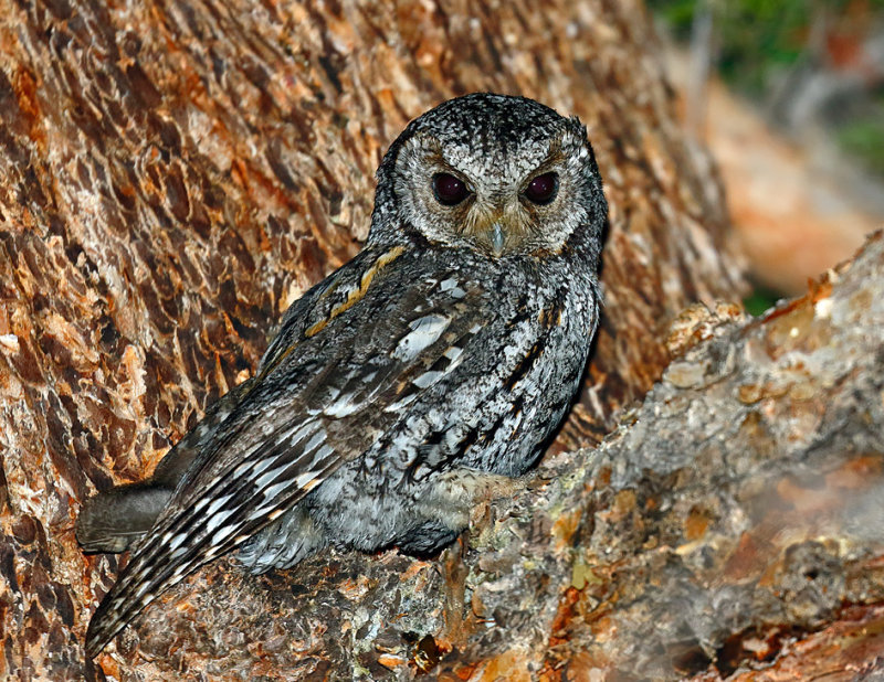 Flammulated Owl