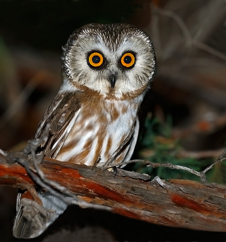 Northern Saw-whet Owl