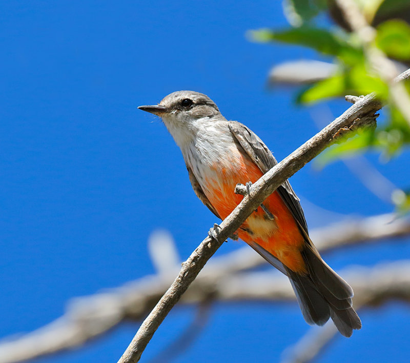 Vermilion Flycatcher