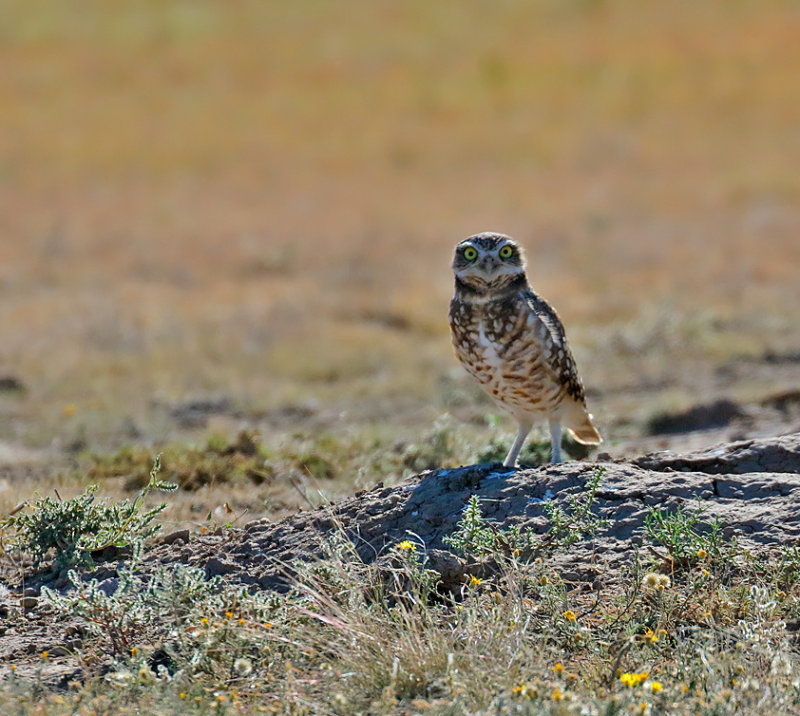 Burrowing Owl