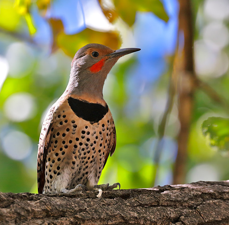 Northern Flicker