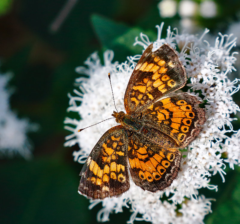 Pearl Crescent