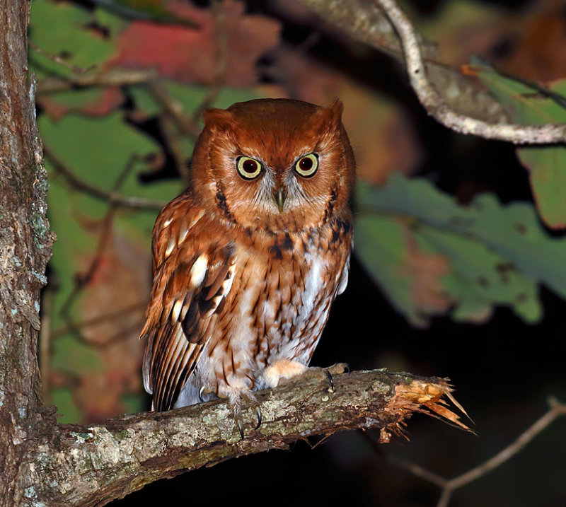 Eastern Screech-Owl