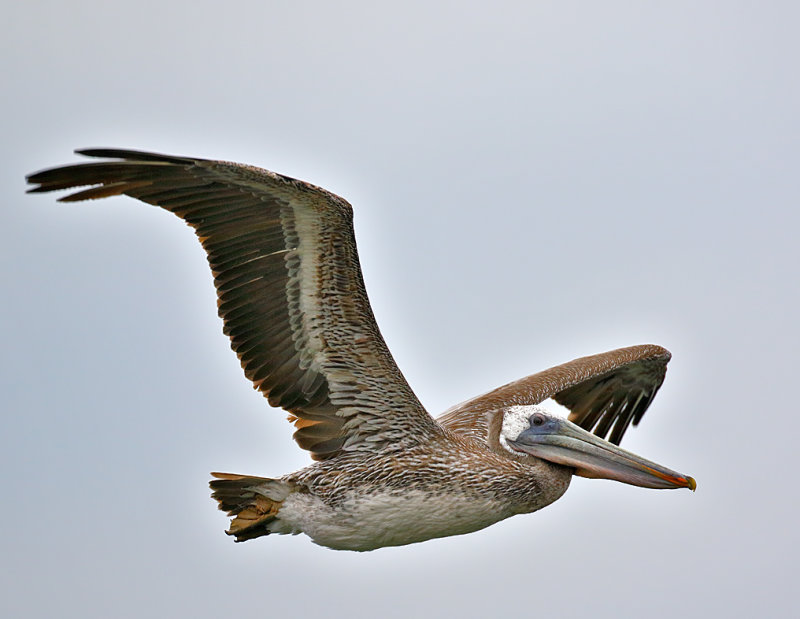 Brown Pelican