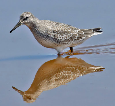 Red Knot