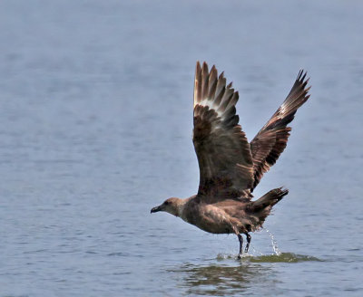 South Polar Skua