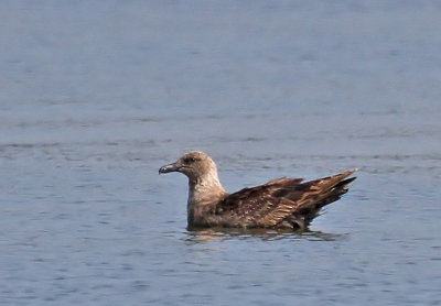 South Polar Skua