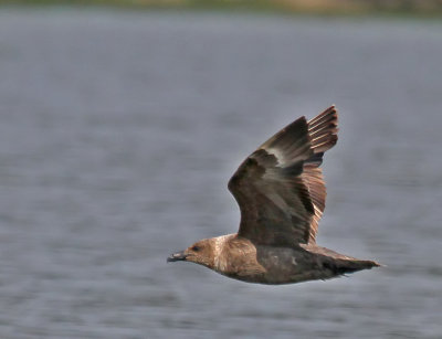 South Polar Skua