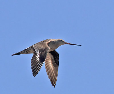 Hudsonian Godwit