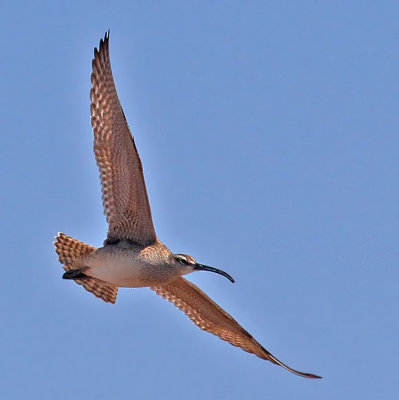 Whimbrel