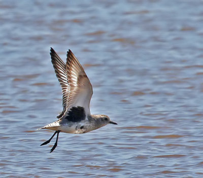 Black-bellied Plover