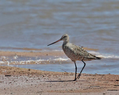 Hudsonian Godwit