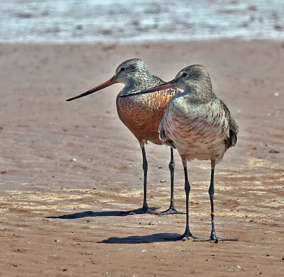 Hudsonian Godwits