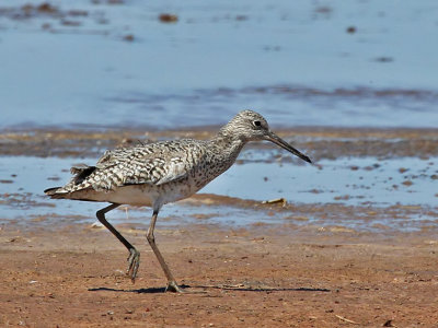 Willet