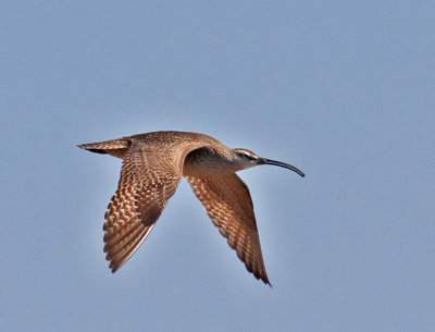 Whimbrel