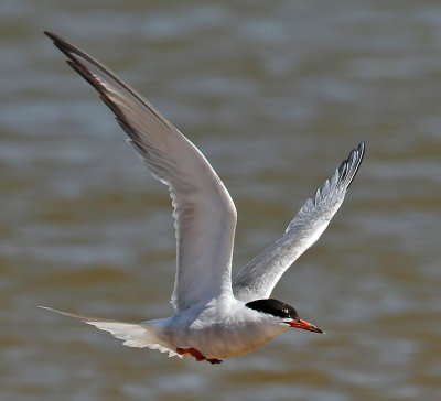 Common Tern