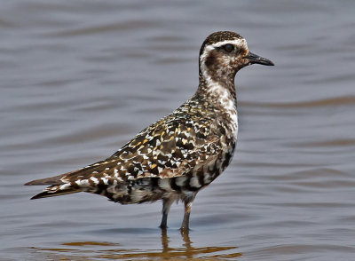 American Golden-Plover