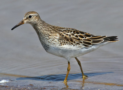 Pectoral Sandpiper