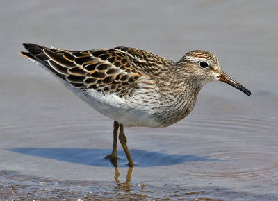 Pectoral Sandpiper