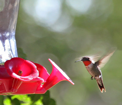 Ruby-throated Hummingbird