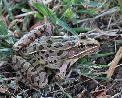 Southern Leopard Frog