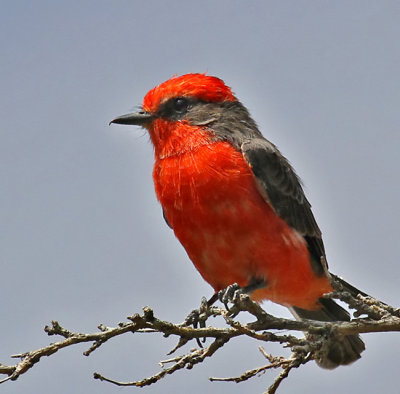 Vermilion Flycatcher