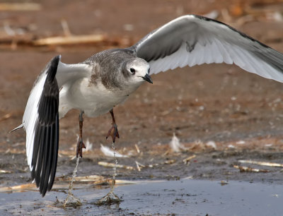 Sabine's Gull