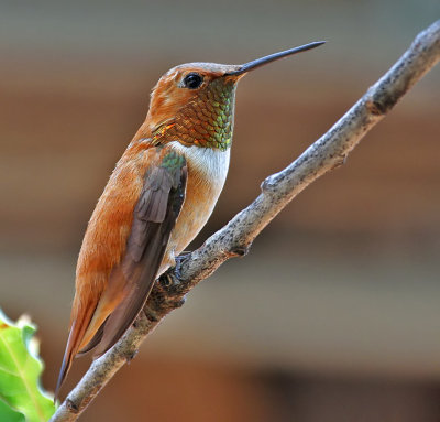 Rufous Hummingbird