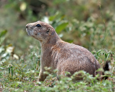Black-tailed Prairie Dog