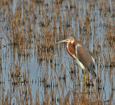 Tricolored Heron