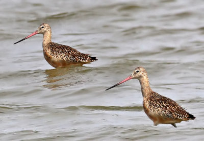 Marbled Godwits