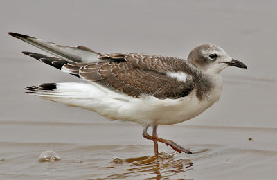 Sabine's Gull