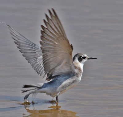 Black Tern