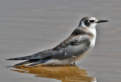 Black Tern