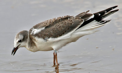 Sabine's Gull
