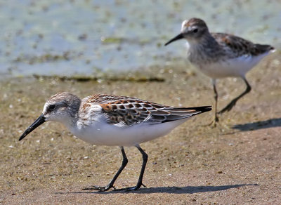 Western Sandpiper