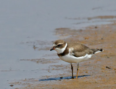 Semipalmated Plover