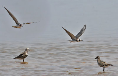 Black Terns
