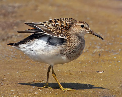 Pectoral Sandpiper