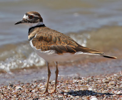 Killdeer
