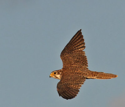 Prairie Falcon
